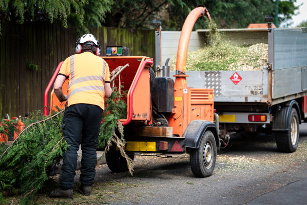 The Steps Involved in Our Tree Care Process in Highland, KS